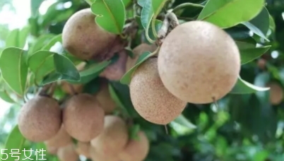 人心果多少錢一斤？稀有水果價格高