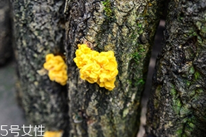 孕婦可以吃金耳嗎？哪些人不適合吃金耳
