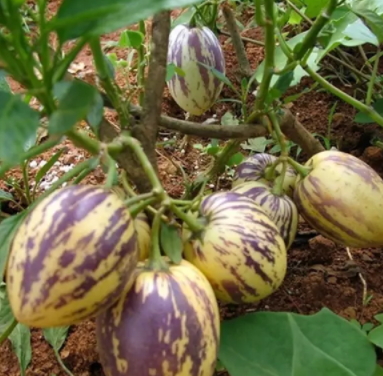 香瓜茄多少錢(qián)一斤？香瓜茄種子哪里買(mǎi)
