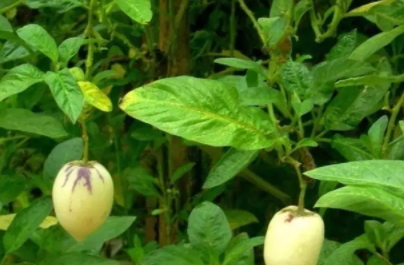香瓜茄多少錢(qián)一斤？香瓜茄種子哪里買(mǎi)