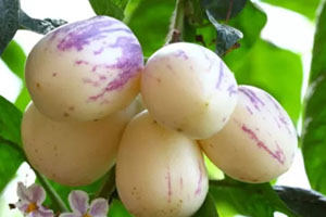 香瓜茄多少錢一斤？香瓜茄種子哪里買