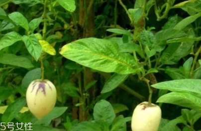香瓜茄孕婦可以吃嗎？香瓜茄功效多