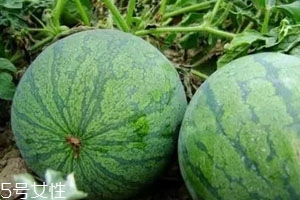 打瓜可以直接吃嗎？打瓜的功效作用
