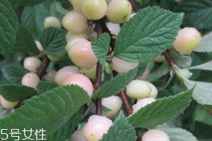 白玉櫻桃多少錢一斤？