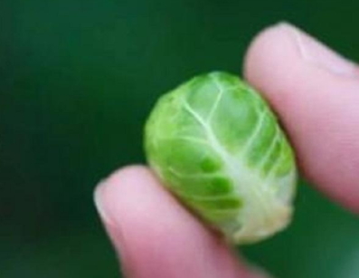抱子甘藍可以生吃嗎？抱子甘藍沙拉更營養(yǎng)