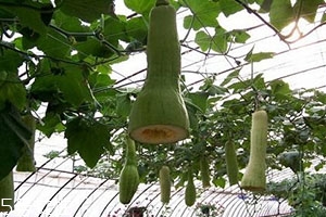 砍瓜怎么做好吃？教你烹飪砍瓜