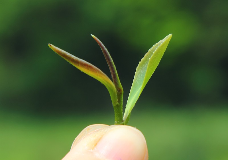 東方美人茶屬于什么茶 認(rèn)識客家茶文化