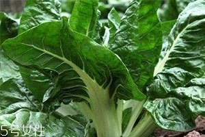 牛皮菜孕婦可以吃嗎？