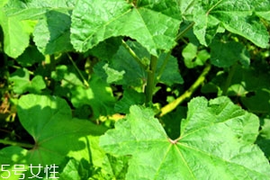 冬寒菜孕婦可以吃嗎？不建議孕婦吃冬寒菜