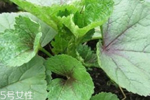冬寒菜多少錢一斤？