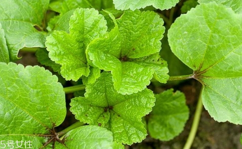 冬寒菜多少錢(qián)一斤？