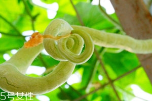 蛇瓜可以生吃嗎？這樣吃蛇瓜最好