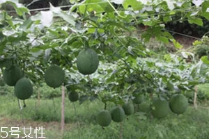 吊瓜怎么吃？吊瓜這樣做最好吃