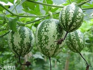 吊瓜怎么吃？吊瓜這樣做最好吃