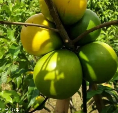 黃晶果多少錢一斤？黃晶果好吃嗎