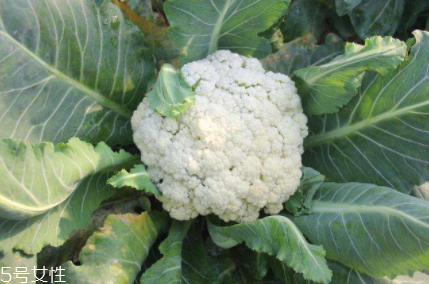 花椰菜吃的是什么部位？花苞部位最營養(yǎng)