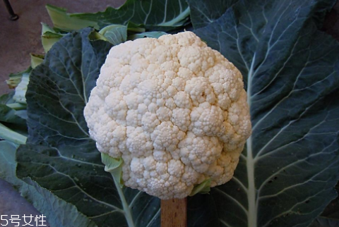 孕婦可以吃花椰菜嗎？促進孕婦免疫力