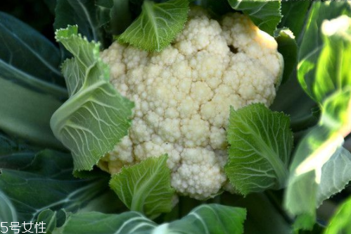 花菜怎么洗才干凈？一定要把蟲子洗掉