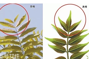 香椿和臭椿有什么區(qū)別？臭椿有毒不能吃