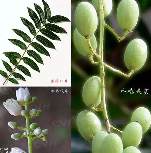 香椿和臭椿有什么區(qū)別？臭椿有毒不能吃