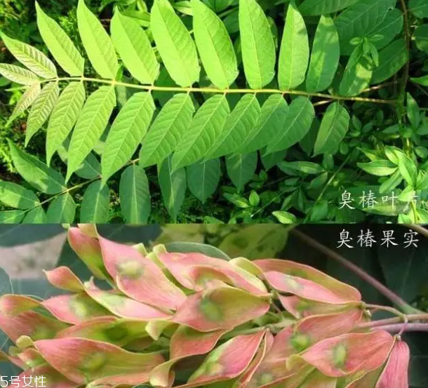 香椿和臭椿有什么區(qū)別？臭椿有毒不能吃