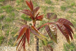 香椿和臭椿有什么區(qū)別？臭椿有毒不能吃