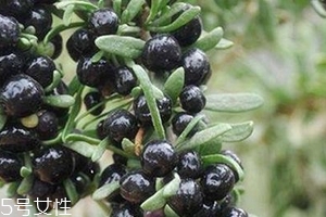 黑枸杞會(huì)過(guò)期嗎？這類都有保質(zhì)期