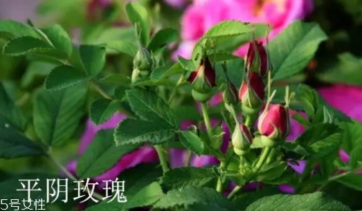大馬士革玫瑰和平陰玫瑰哪個好？