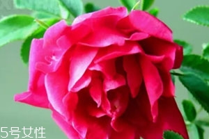 苦水玫瑰多少錢一斤？
