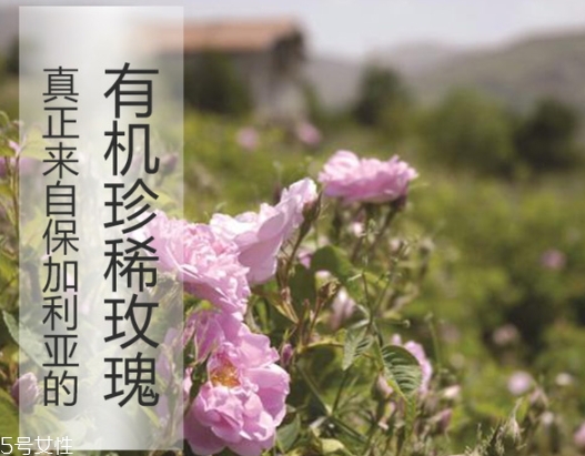 純露可以代替爽膚水嗎？