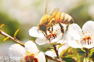 麥盧卡蜂蜜和普通蜂蜜有什么區(qū)別？貴得有理由