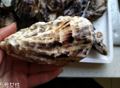 生蠔會(huì)有珍珠嗎？有這個(gè)可能