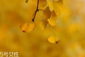 銀杏膠囊主要治什么??？