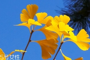銀杏膠囊可以長期吃嗎？可以長期吃