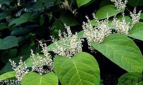 白藜蘆醇哪些人不能吃？過量有毒性
