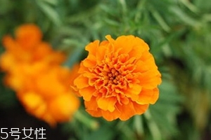 葉黃素多少錢(qián)一瓶？