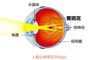 葉黃素和藍(lán)莓素哪個好？更推薦葉黃素