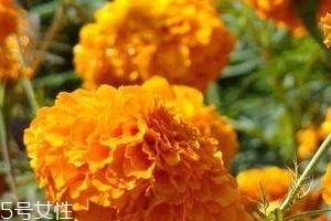 葉黃素可以保護(hù)眼睛嗎？有這個(gè)作用