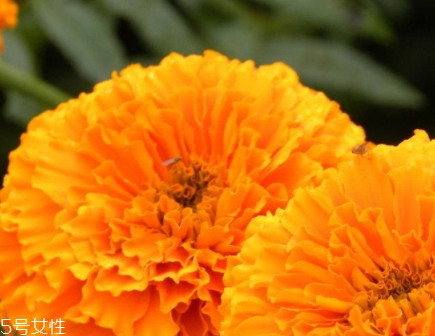 葉黃素可以空腹吃嗎？服用葉黃素要注意這些問(wèn)題