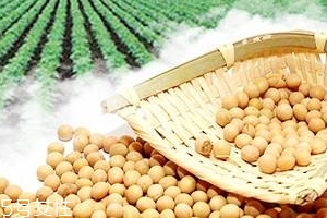 卵磷脂能和鈣一起吃嗎？分開服用為佳