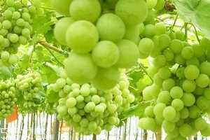 葡萄籽會(huì)上火嗎？正常是不會(huì)的