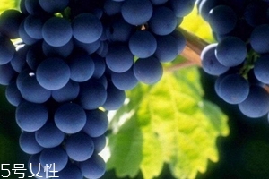 葡萄籽會(huì)發(fā)胖嗎？不會(huì)發(fā)胖
