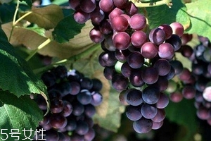 葡萄籽好還是膠原蛋白好？各有千秋