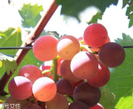 葡萄籽能去黃褐斑嗎？有一定效果