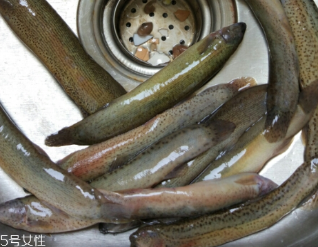 泥鰍是鯰魚嗎？泥鰍跟鯰魚不同