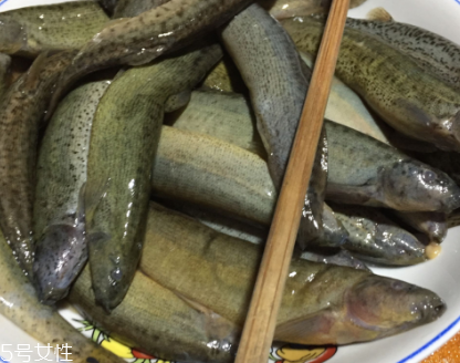 泥鰍是鯰魚嗎？泥鰍跟鯰魚不同