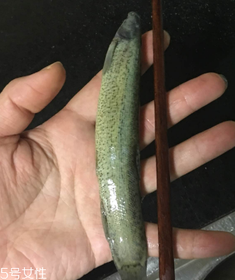 泥鰍會吃小魚嗎？這個是不會的