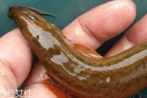 吃泥鰍會(huì)過(guò)敏嗎？一般不會(huì)