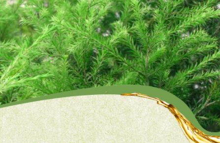 茶樹精油可以治灰指甲嗎？茶樹精油怎么治灰指甲