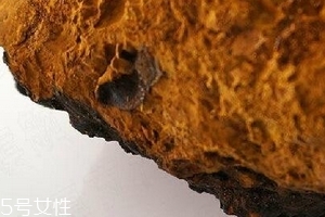 樺樹茸為什么中國禁止？樺樹茸國內(nèi)能買到嗎？